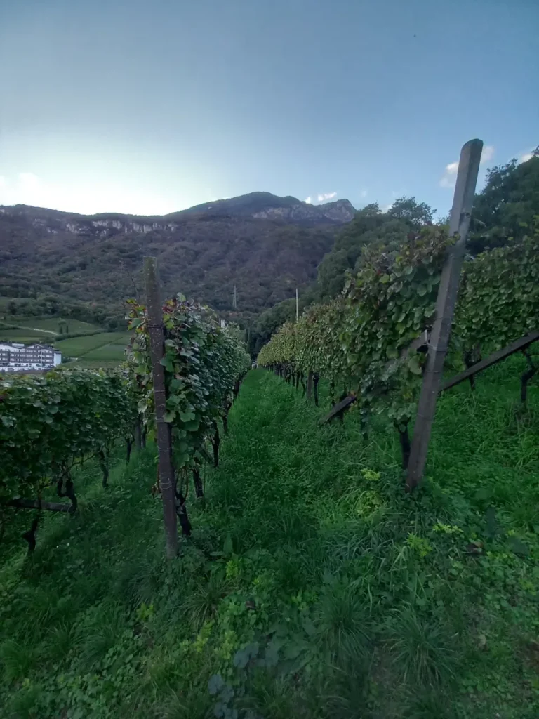 VIn fra Alto Adige
