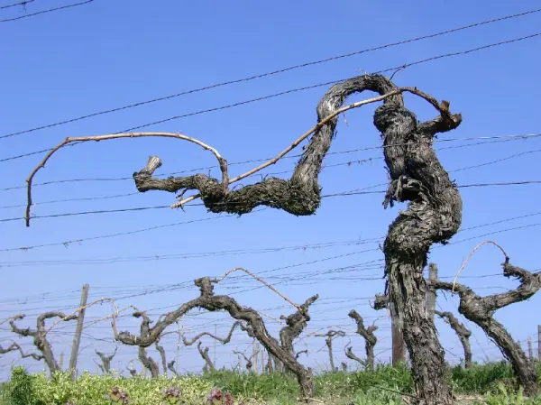 Vinstok fra Plalz