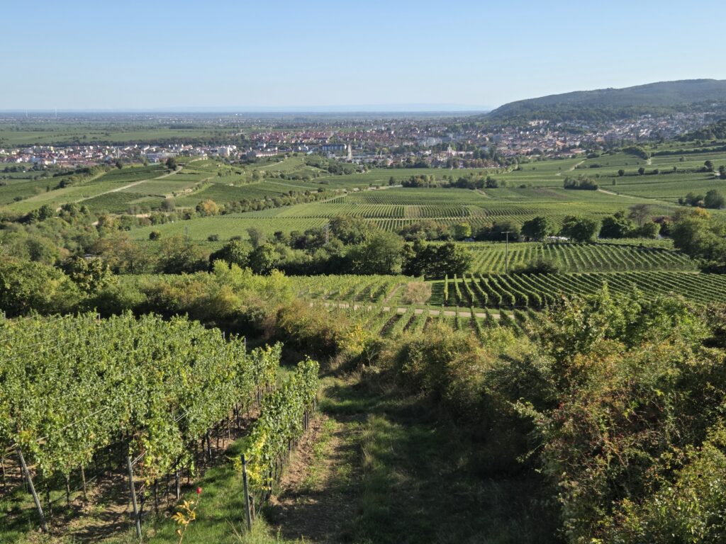 Vinstokke i Bad Durkheim