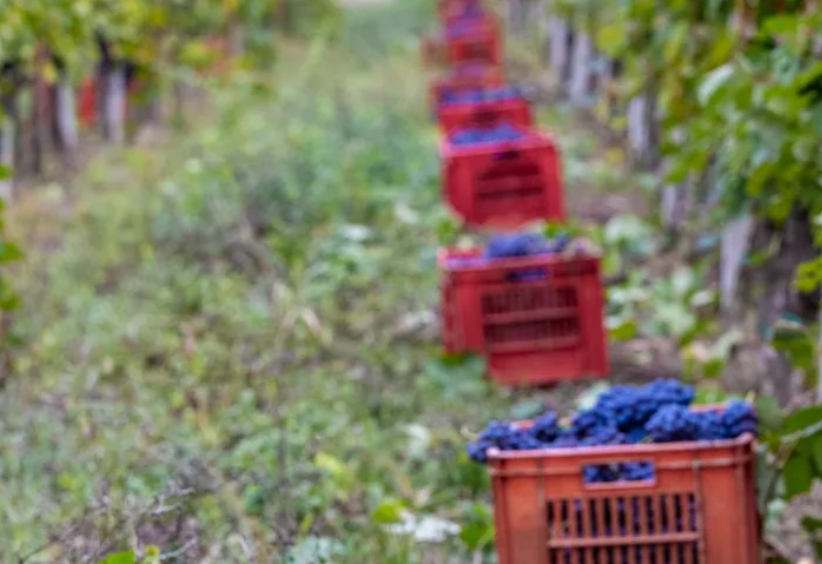 Nebbiolo-drue i Piemonte – hvad er forskellen på Langhe Nebbiolo og Nebbiolo