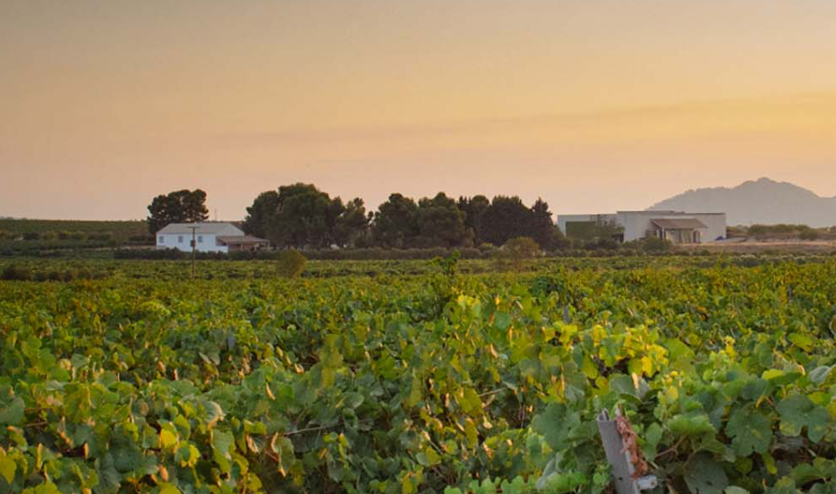 Vin fra Valencia